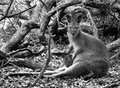 Känguru samt Beuteljungem auf Tasmanien